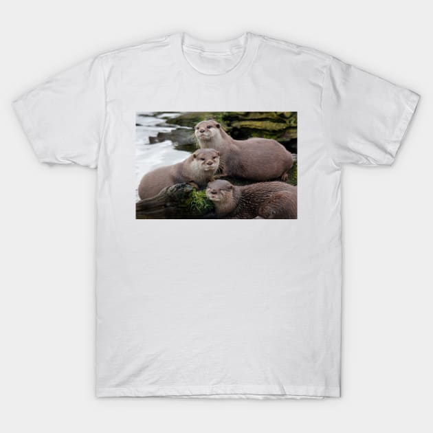 Asian short clawed otter T-Shirt by jwwallace